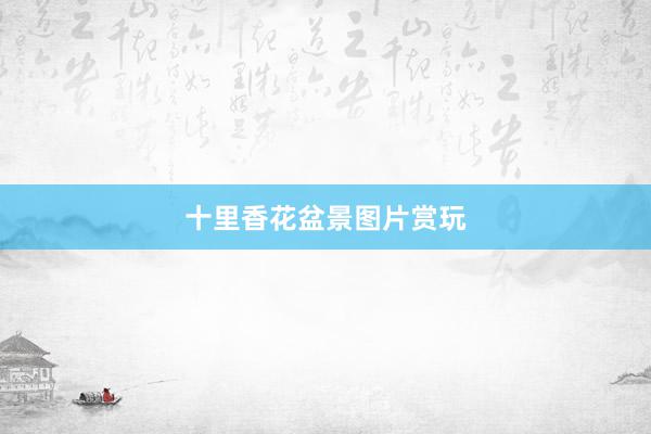 十里香花盆景图片赏玩